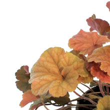 Load image into Gallery viewer, Heuchera, 1 gal, Northern Exposure Amber

