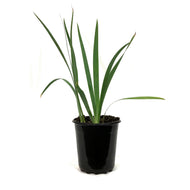 Iris, 1 gal, Germanica Cajun Rhythm
