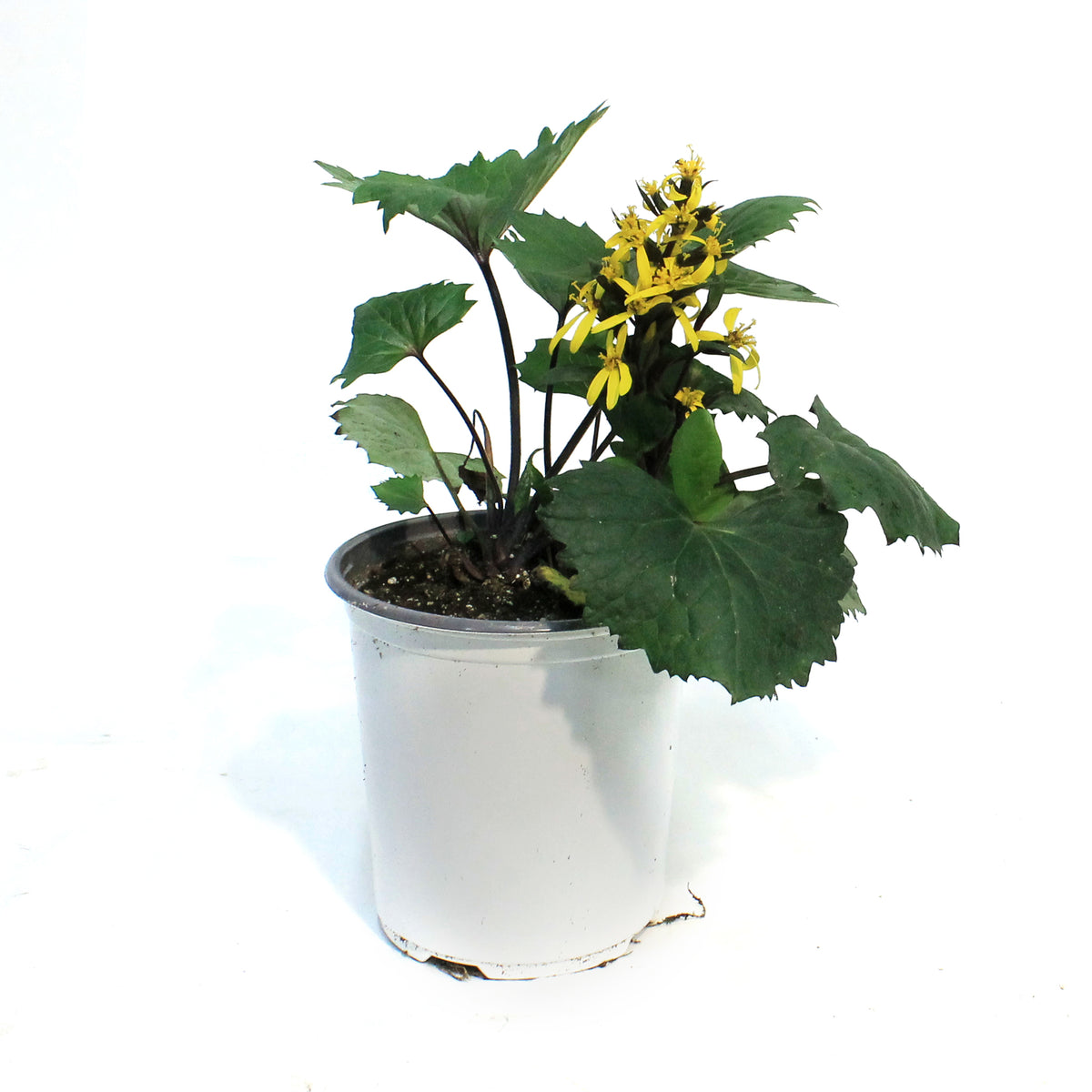 Ligularia, 1 gal, Stenocephala Little Rocket