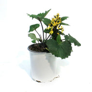 Ligularia, 1 gal, Stenocephala Little Rocket