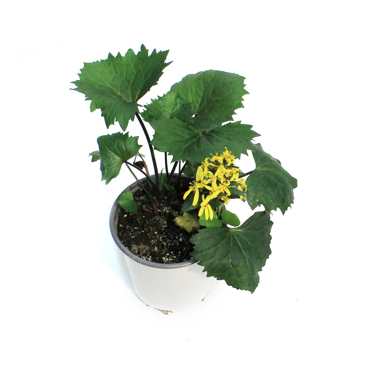 Ligularia, 1 gal, Stenocephala Little Rocket