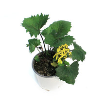 Load image into Gallery viewer, Ligularia, 1 gal, Stenocephala Little Rocket
