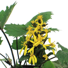Load image into Gallery viewer, Ligularia, 1 gal, Stenocephala Little Rocket
