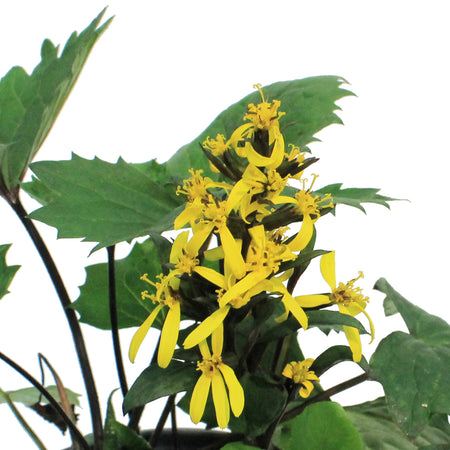 Ligularia, 1 gal, Stenocephala Little Rocket
