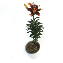 Load image into Gallery viewer, Lilium, Asiatic, 1 gal, Forever Susan
