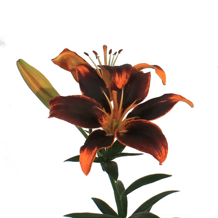 Lilium, Asiatic, 1 gal, Forever Susan