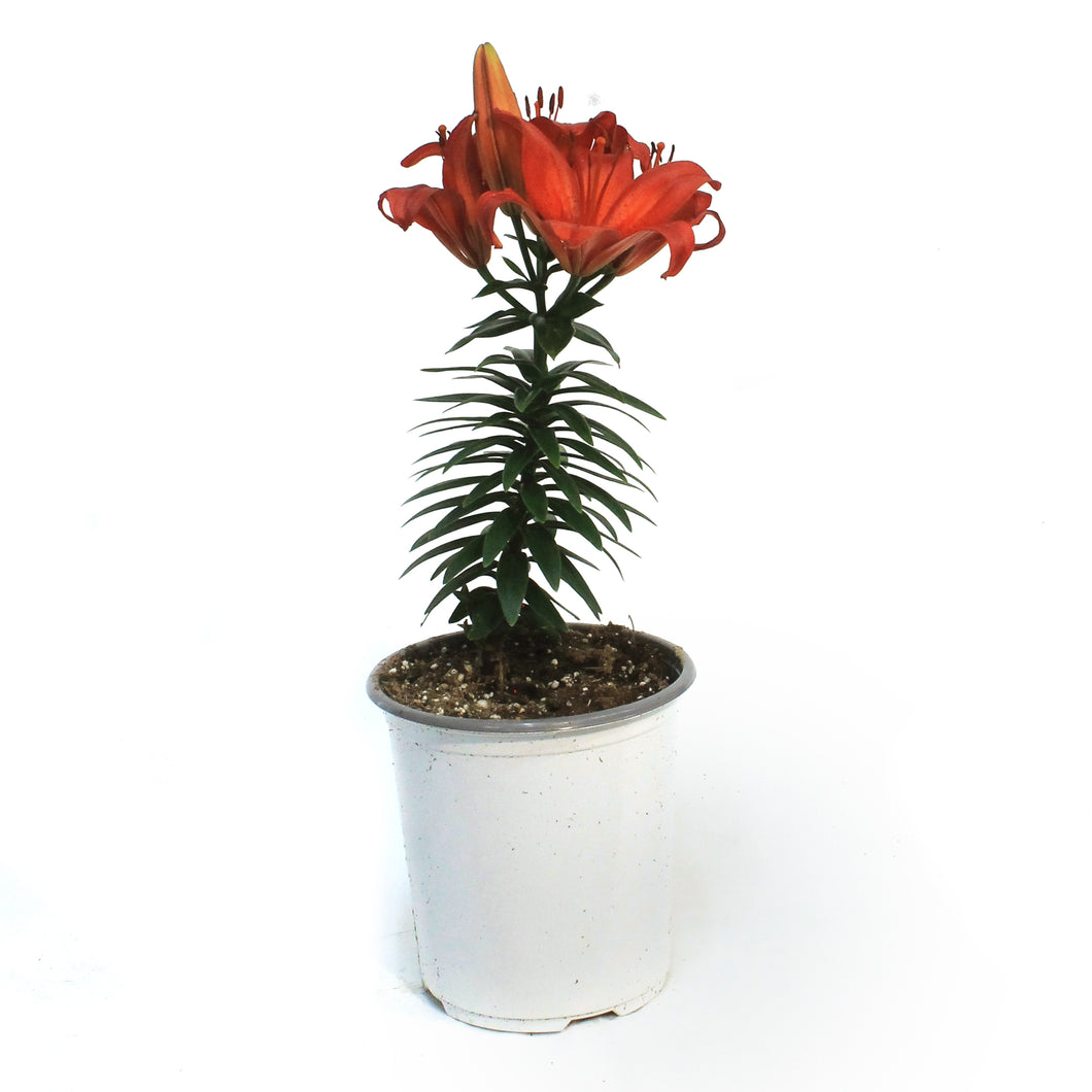 Lilium, Asiatic, 1 gal, Matrix