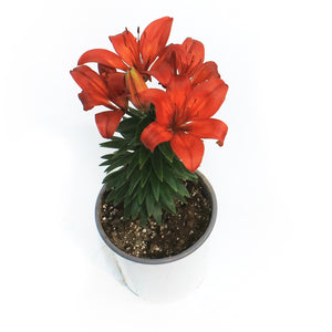Lilium, Asiatic, 1 gal, Matrix