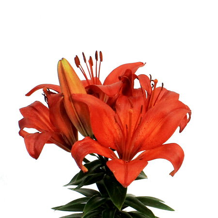Lilium, Asiatic, 1 gal, Matrix