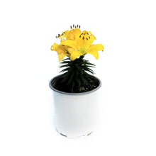 Load image into Gallery viewer, Lilium, Asiatric, 1 gal, Matrix Golden
