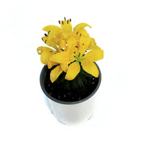 Load image into Gallery viewer, Lilium, Asiatric, 1 gal, Matrix Golden
