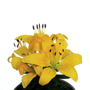 Lilium, Asiatric, 1 gal, Matrix Golden