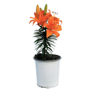 Lilium, Asiatic, 1 gal, Matrix Orange