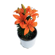 Load image into Gallery viewer, Lilium, Asiatic, 1 gal, Matrix Orange
