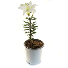 Load image into Gallery viewer, Lilium, Asiatic, 1 gal, Tiny Crystal
