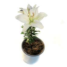 Load image into Gallery viewer, Lilium, Asiatic, 1 gal, Tiny Crystal
