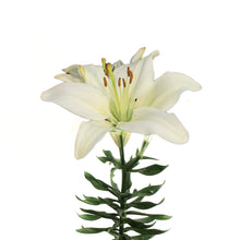 Load image into Gallery viewer, Lilium, Asiatic, 1 gal, Tiny Crystal
