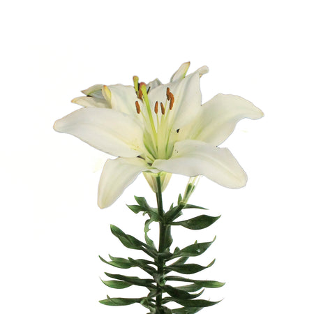 Lilium, Asiatic, 1 gal, Tiny Crystal