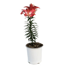 Load image into Gallery viewer, Lilium, Asiatic, 1 gal, Tiny Diamond
