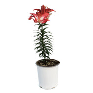 Lilium, Asiatic, 1 gal, Tiny Diamond