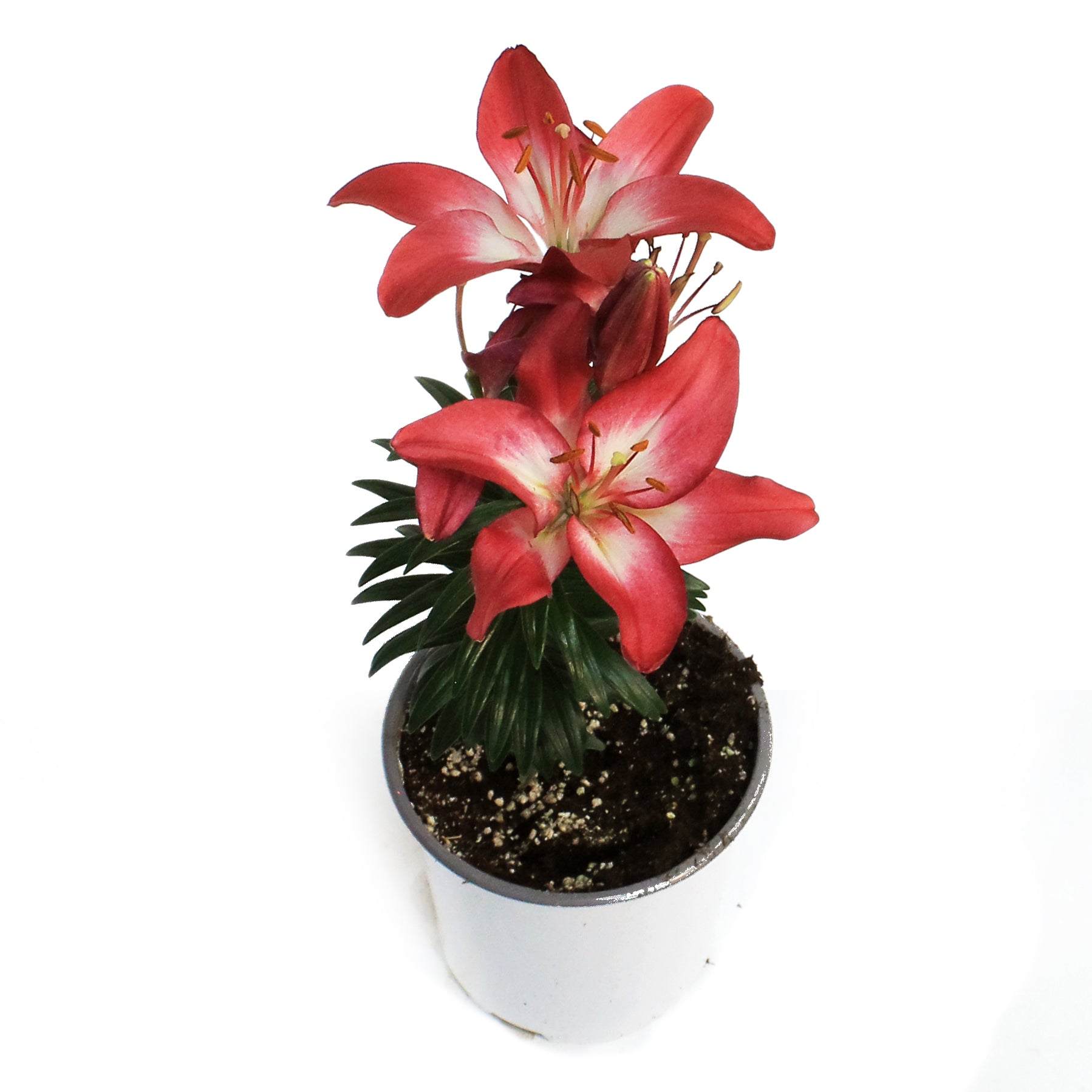 asiatic lily tiny diamond Lilium, Asiatic, 1 gal, Tiny Diamond – Floral Acres Greenhouse & Garden  Centre