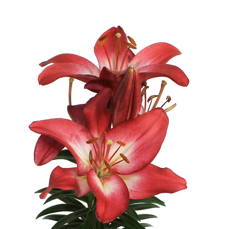 Lilium, Asiatic, 1 gal, Tiny Diamond