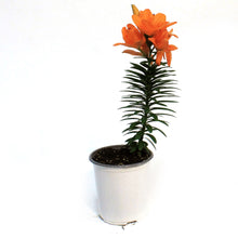 Load image into Gallery viewer, Lilium, Asiatic, 1 gal, Tiny Double You
