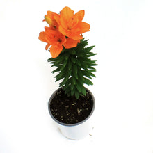 Load image into Gallery viewer, Lilium, Asiatic, 1 gal, Tiny Double You
