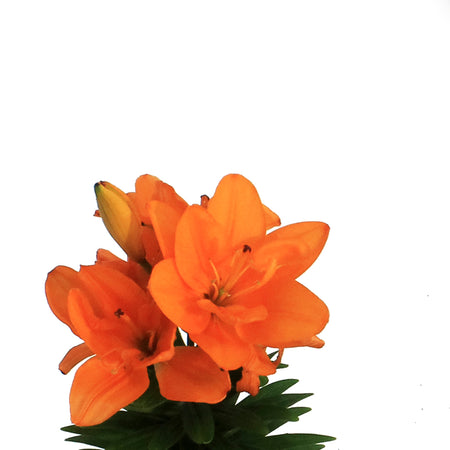 Lilium, Asiatic, 1 gal, Tiny Double You