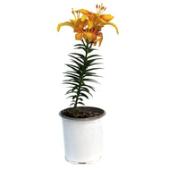 Lilium, Asiatic, 1 gal, Tiny Parrot