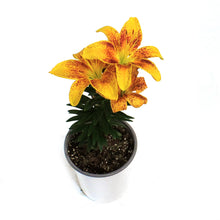 Load image into Gallery viewer, Lilium, Asiatic, 1 gal, Tiny Parrot

