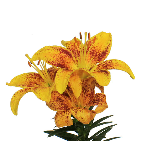 Lilium, Asiatic, 1 gal, Tiny Parrot