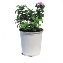 Load image into Gallery viewer, Monarda, 1 gal, Petite Delight
