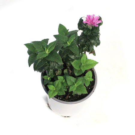 Monarda, 1 gal, Petite Delight