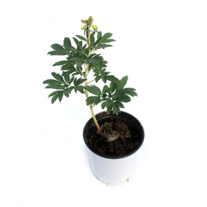 Peony, 1 gal, Pink Hawaiian Coral