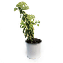 Load image into Gallery viewer, Sedum, 1 gal, Upright Frosted Fire
