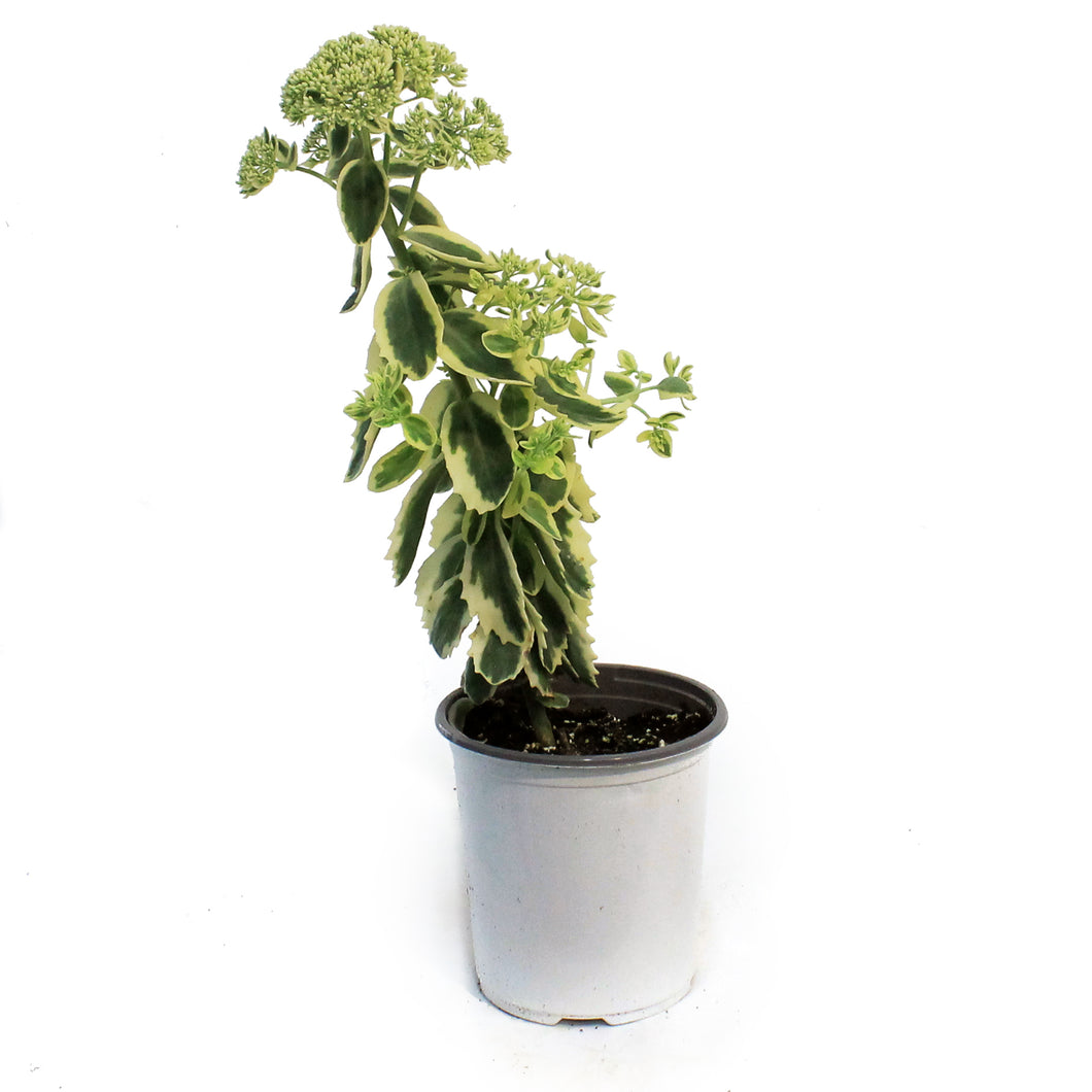 Sedum, 1 gal, Upright Frosted Fire