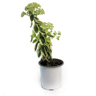 Sedum, 1 gal, Upright Frosted Fire