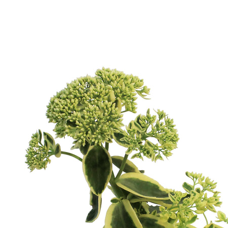 Sedum, 1 gal, Upright Frosted Fire