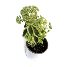 Load image into Gallery viewer, Sedum, 1 gal, Upright Frosted Fire
