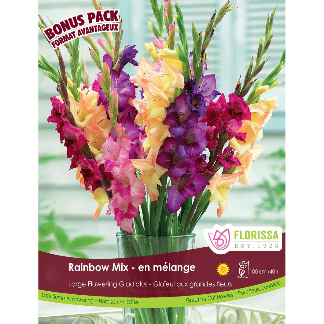 Gladiolus, Rainbow Mix Bulbs, 3 Pack