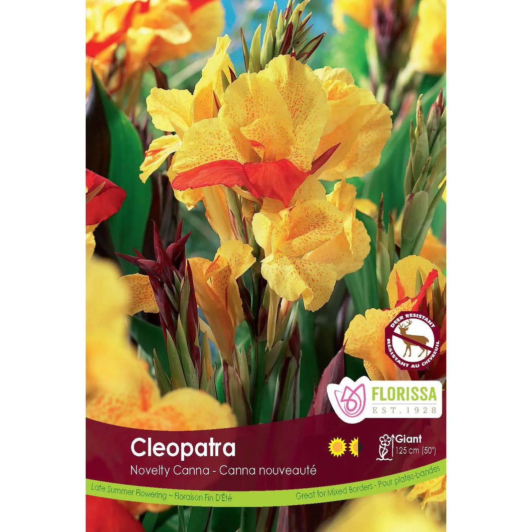 Canna Lily, Variegated Leaf - Cleopatra Bulbs, 1pk