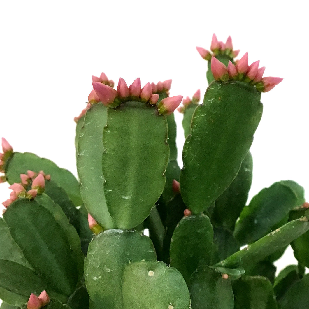 Easter Cactus, 4in, Hatoria Gaertneri