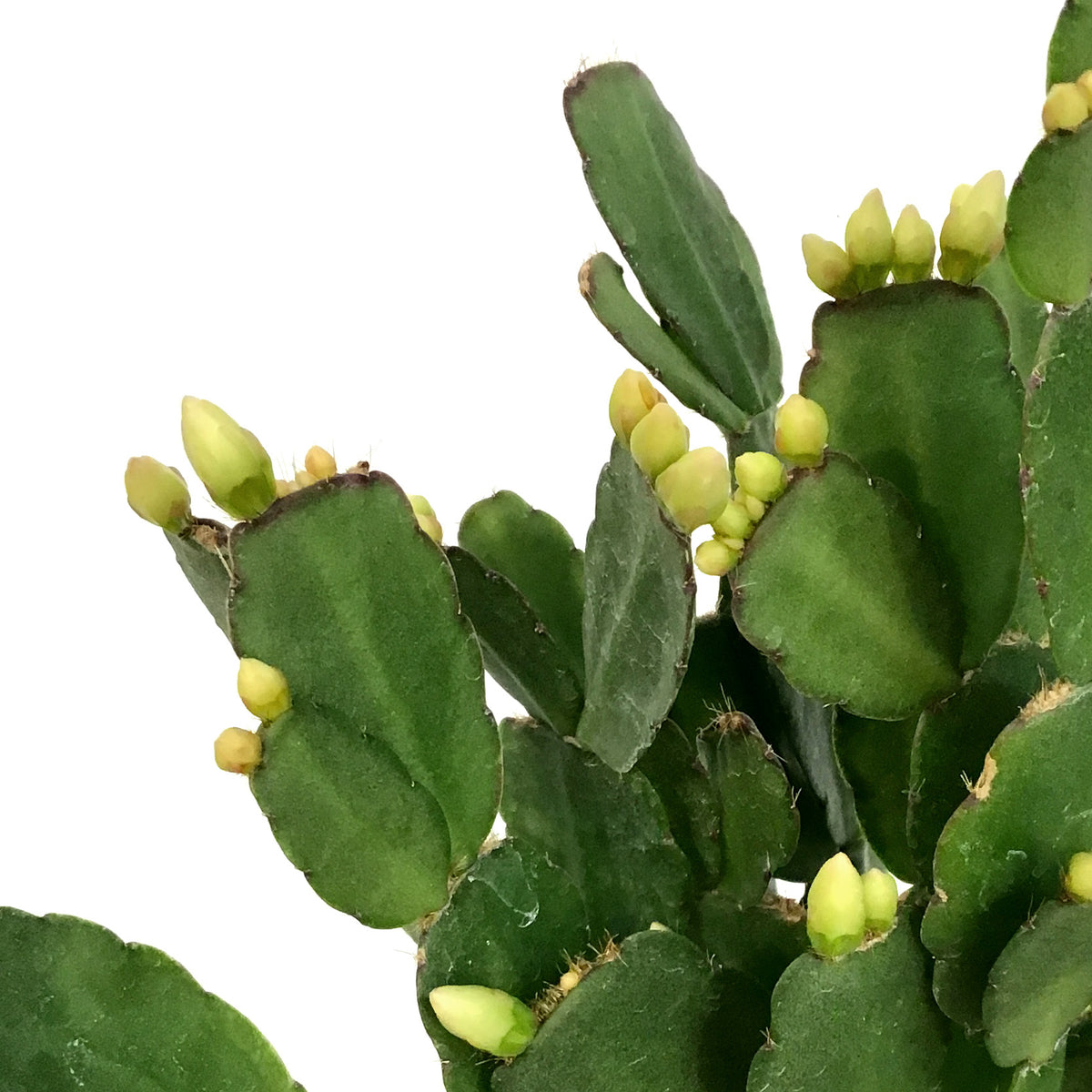 Easter Cactus, 4in, Hatoria Gaertneri