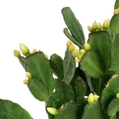 Easter Cactus, 4in, Hatoria Gaertneri