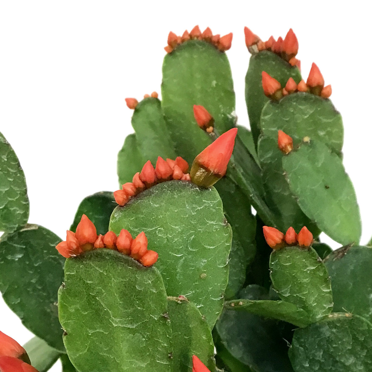 Easter Cactus, 4in, Hatoria Gaertneri