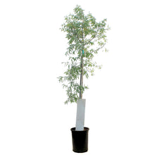 Load image into Gallery viewer, Russian Olive, 5 gal, Tree
