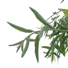 Load image into Gallery viewer, Russian Olive, 5 gal, Tree
