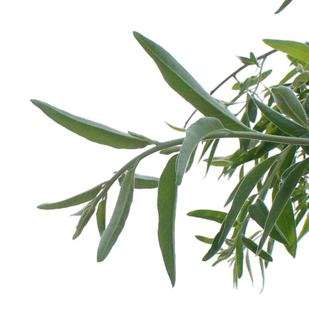 Russian Olive, 5 gal, Tree