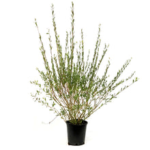 Load image into Gallery viewer, Willow, 2 gal, Dwarf Arctic
